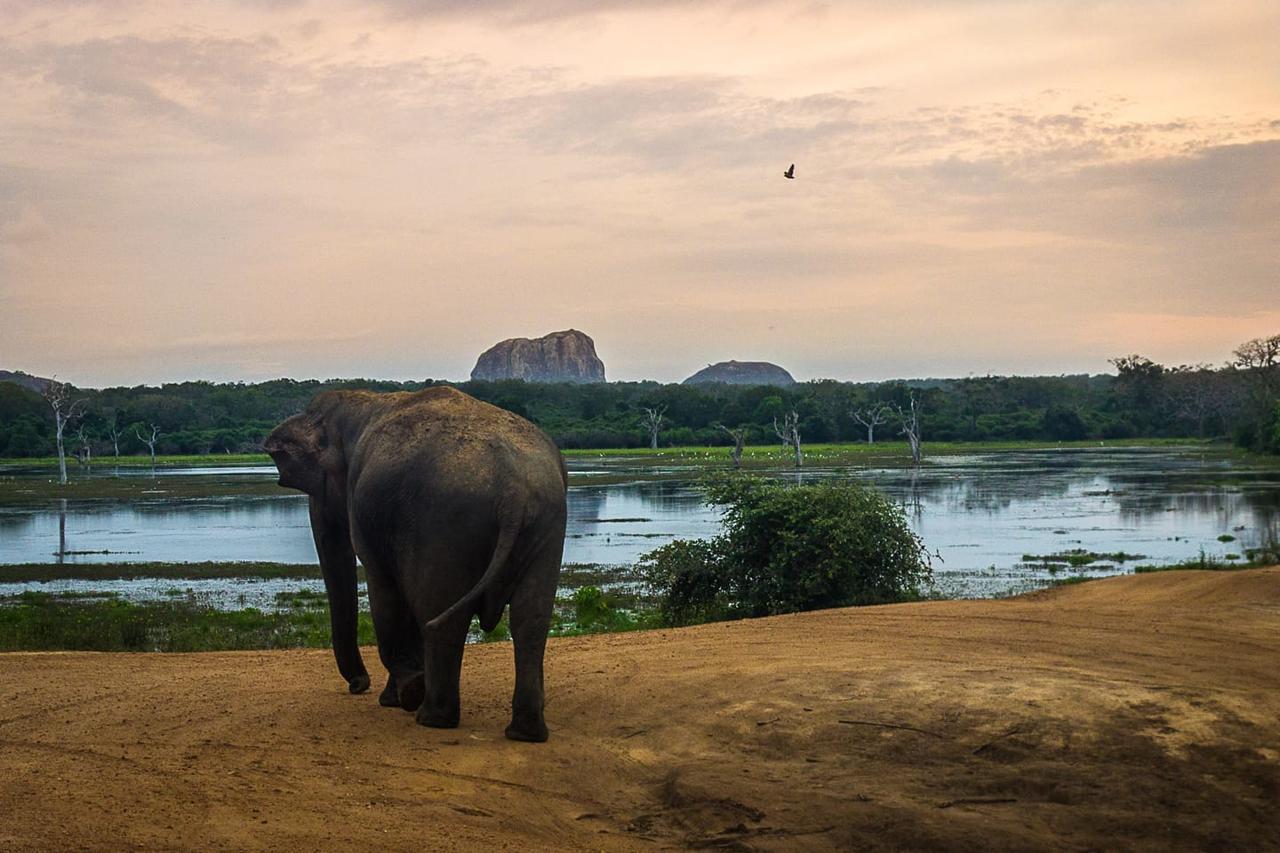 Hotel Royal Safari Sauraha Luaran gambar