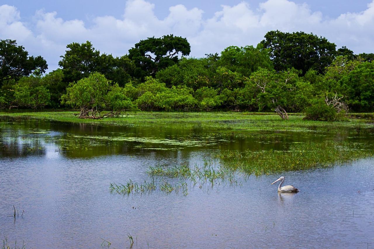 Hotel Royal Safari Sauraha Luaran gambar